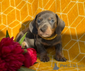 Photo №1. dachshund - for sale in the city of Floriana | 574$ | Announcement № 148648