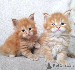 Photo №3. TICA Reg Maine Coon kittens. Germany