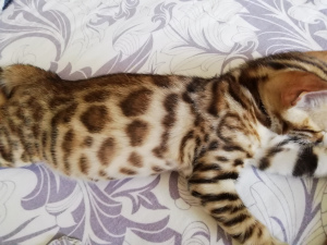 Photo №4. I will sell bengal cat in the city of St. Petersburg. private announcement, breeder - price - 200$