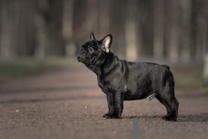 Photo №1. french bulldog - for sale in the city of St. Petersburg | 1620$ | Announcement № 17354
