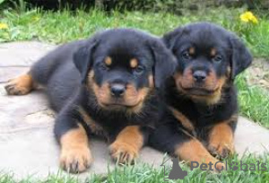 Photo №1. rottweiler - for sale in the city of Aschaffenburg | Is free | Announcement № 120504