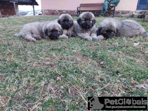 Photo №2 to announcement № 134573 for the sale of otterhound - buy in Serbia 