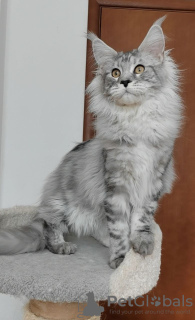 Photo №1. maine coon - for sale in the city of Minnesota City | negotiated | Announcement № 112461