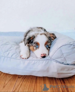 Photo №1. australian shepherd - for sale in the city of Мадрид | 300$ | Announcement № 109668