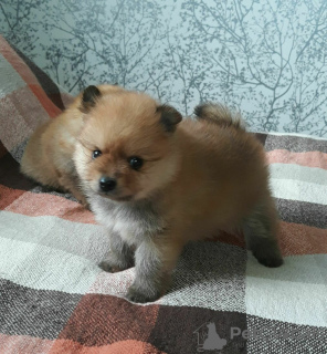 Photo №4. I will sell pomeranian in the city of Minsk. breeder - price - 208$