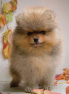 Photo №2 to announcement № 3701 for the sale of pomeranian - buy in Russian Federation breeder