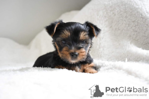 Photo №4. I will sell yorkshire terrier in the city of Pfaffenhofen an der Ilm. private announcement, breeder - price - 370$