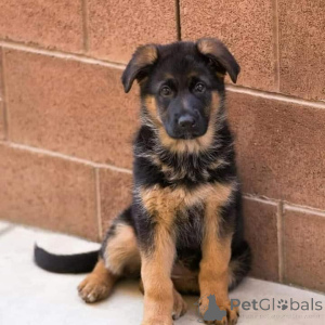 Photo №3. German shepherd puppies for adoption.. Finland