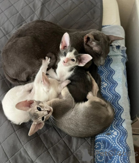 Photo №1. oriental shorthair - for sale in the city of Halstenbek | 361$ | Announcement № 169828