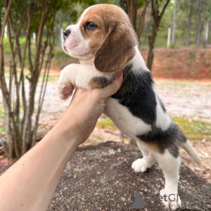 Photo №2 to announcement № 130752 for the sale of beagle - buy in Germany private announcement