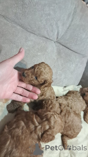 Photo №3. Red dwarf poodle (toy poodle). Serbia