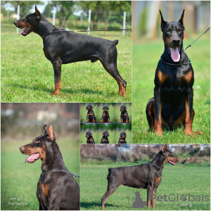 Photo №1. dobermann - for sale in the city of Loznica | negotiated | Announcement № 103618