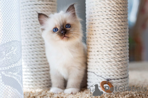 Photo №1. birman - for sale in the city of Berlin | Is free | Announcement № 126145