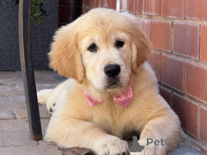 Photo №1. golden retriever - for sale in the city of Arrondisman de Brussels Capital | Is free | Announcement № 154061