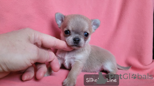 Photo №4. I will sell chihuahua in the city of Москва. private announcement - price - negotiated