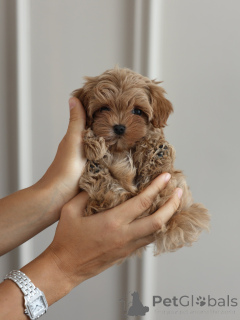 Photo №3. Adorable Maltipoo Puppies Looking for Their Forever Homes. Germany