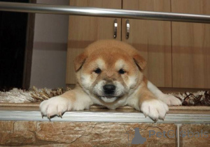 Photo №1. shiba inu - for sale in the city of VLADIčin Han | negotiated | Announcement № 165380