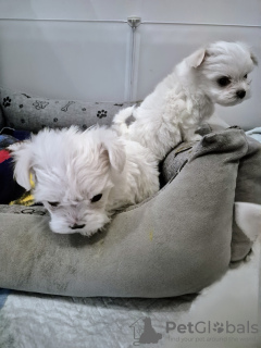 Photo №2 to announcement № 133584 for the sale of non-pedigree dogs - buy in Poland private announcement