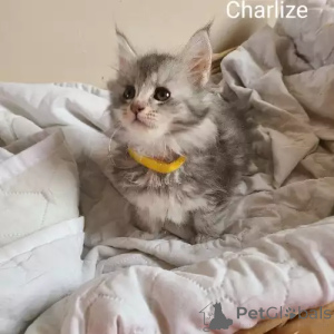 Photo №1. maine coon - for sale in the city of Affalterbach | 392$ | Announcement № 167247