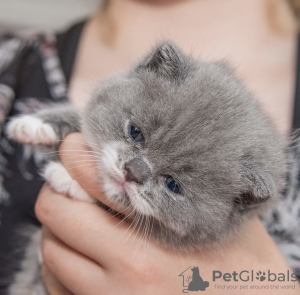 Photo №4. I will sell british shorthair in the city of Berlin. from nursery - price - 269$