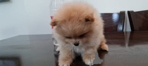 Photo №2 to announcement № 10741 for the sale of pomeranian - buy in Israel private announcement