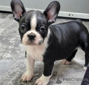 Photo №1. boston terrier - for sale in the city of Kaunas | negotiated | Announcement № 120709