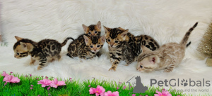 Photo №4. I will sell bengal cat in the city of Москва. private announcement - price - negotiated