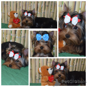 Photo №2 to announcement № 10032 for the sale of yorkshire terrier - buy in Russian Federation from nursery