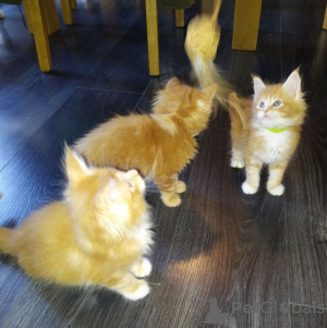Photo №2 to announcement № 77787 for the sale of maine coon - buy in Germany private announcement, from nursery