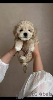 Photo №2 to announcement № 154869 for the sale of maltipu - buy in Germany breeder