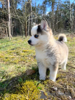 Photo №3. Pomsky by Pomeranian and Husky. Germany