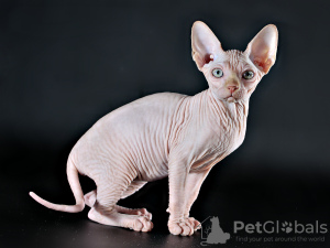 Photo №1. sphynx-katze - for sale in the city of Kharkov | 400$ | Announcement № 8928