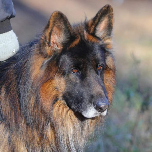 Photo №2 to announcement № 3890 for the sale of german shepherd - buy in Russian Federation private announcement