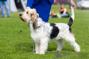 Photo №4. I will sell grand venetian basset griffon in the city of Jaracz. breeder - price - 1057$