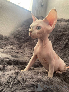 Photo №4. I will sell sphynx-katze in the city of Tashkent. private announcement - price - 100$