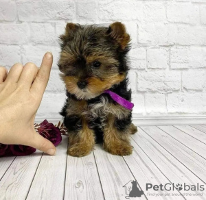 Photo №1. yorkshire terrier - for sale in the city of Montreal | 500$ | Announcement № 103604