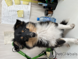 Photo №1. shetland sheepdog - for sale in the city of Tyumen | 781$ | Announcement № 111030