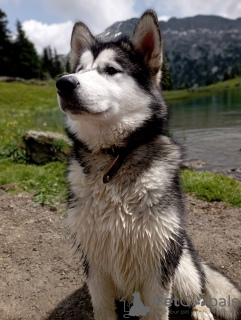 Photo №1. alaskan malamute - for sale in the city of Rougemont | 4755$ | Announcement № 57528