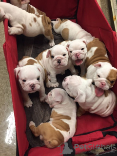 Photo №1. english bulldog - for sale in the city of Austin | 500$ | Announcement № 46547
