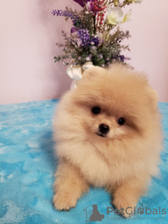 Photo №1. pomeranian - for sale in the city of Krivoy Rog | 1000$ | Announcement № 9299