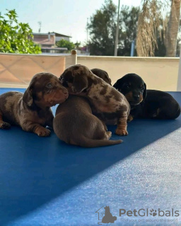 Photo №3. Amazing Vaccinated dachshund puppies available now for loving homes. United States