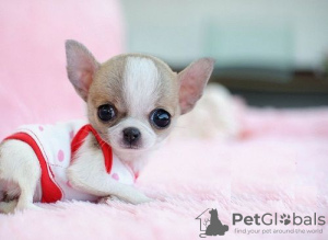 Photo №1. chihuahua - for sale in the city of Berlin | 158$ | Announcement № 97830