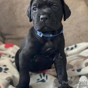 Photo №1. cane corso - for sale in the city of Berlin | negotiated | Announcement № 23914