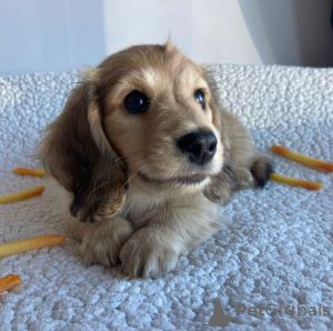 Photo №2 to announcement № 123595 for the sale of dachshund - buy in Italy breeder