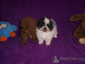 Photo №3. Sweet black Pomeranian puppies. Germany