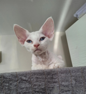 Photo №1. devon rex - for sale in the city of Odeenthal | 361$ | Announcement № 174774