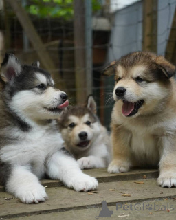 Photo №1. siberian husky - for sale in the city of Moscow | 6$ | Announcement № 155215