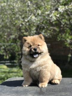 Photo №4. I will sell chow chow in the city of Belgrade. breeder - price - negotiated