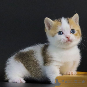 Photo №1. munchkin - for sale in the city of Cologne | 258$ | Announcement № 155935