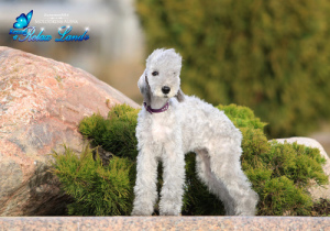 Photo №2 to announcement № 1901 for the sale of bedlington terrier - buy in Belarus private announcement, from nursery, breeder